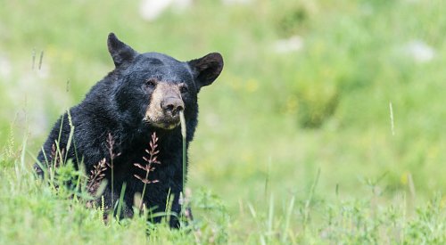 BC man sentenced for killing 2 black bears and attracting dangerous wildlife 