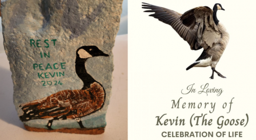 Penticton brewery to celebrate life of beloved mascot, 'Kevin the Goose'