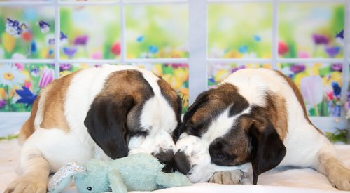 Furever Home Finder: Snoopy & Bowser