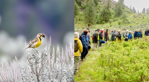 Meadowlark Nature Festival to showcase natural wonders of the Okanagan 