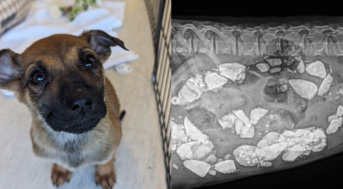 4-month-old puppy named ‘Pebbles’ was so hungry she ate rocks: BC SPCA