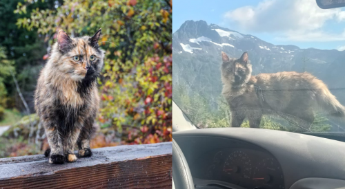 Couple pleads for safe return of cat after it was seemingly stolen from RV in Rutland
