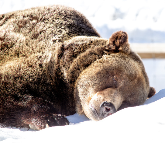 <who>Photo credit: Grouse Mountain Refuge for Endangered Wildlife