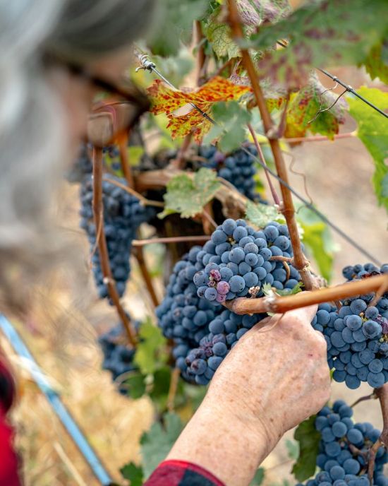 <who>Photo Credit: Adega On 45th/Sandy Wei, Wei with Photography</who>