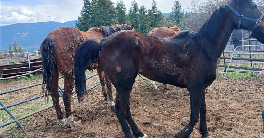 <who> Photo Credit: BC SPCA