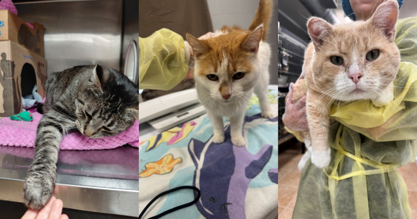 <who> Photo Credit: BC SPCA