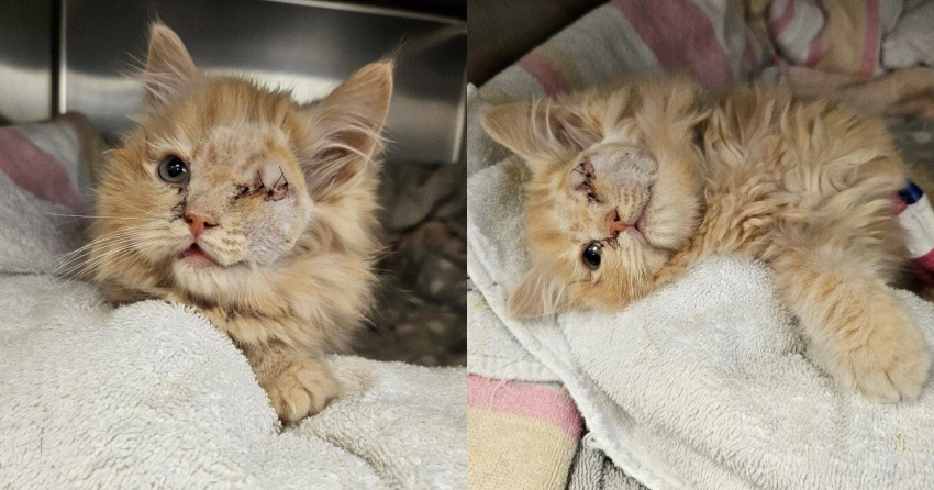 <who>BC SPCA