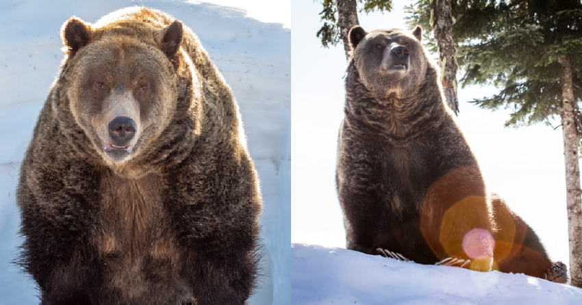 <who>Photo credit: Grouse Mountain Refuge for Endangered Wildlife