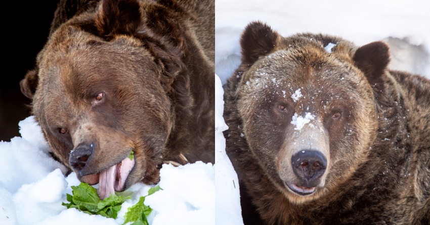 <who>Photo credit: Grouse Mountain Refuge for Endangered Wildlife