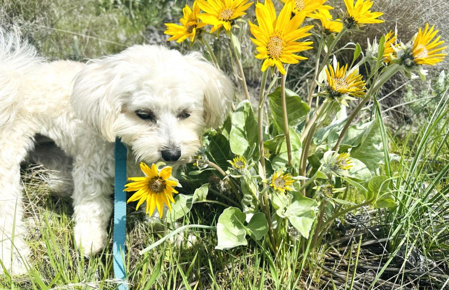 </who>Steve MacNaull's dog, Daisy, checks out the City of Kelowna's official flower and emblem.