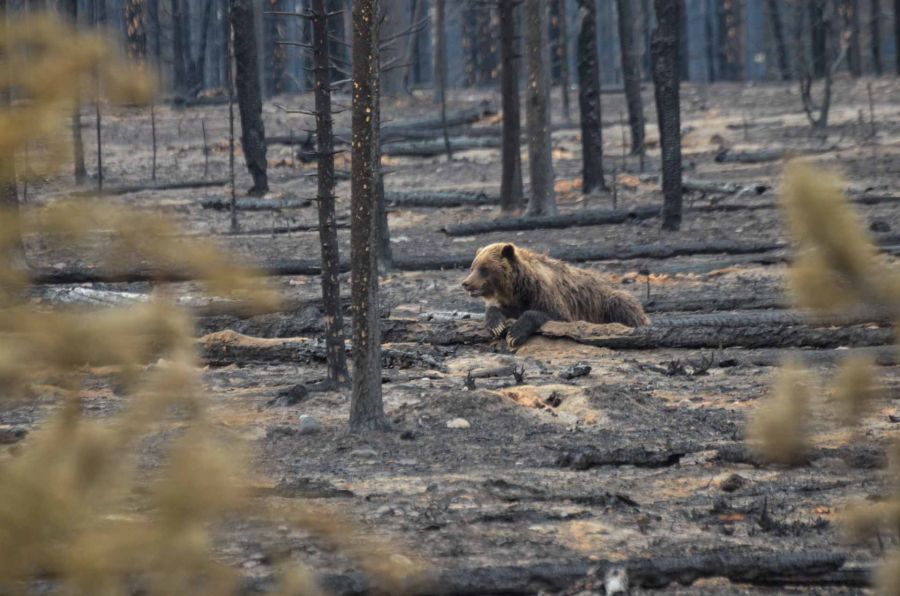 <who> Photo Credit: Jasper National Park