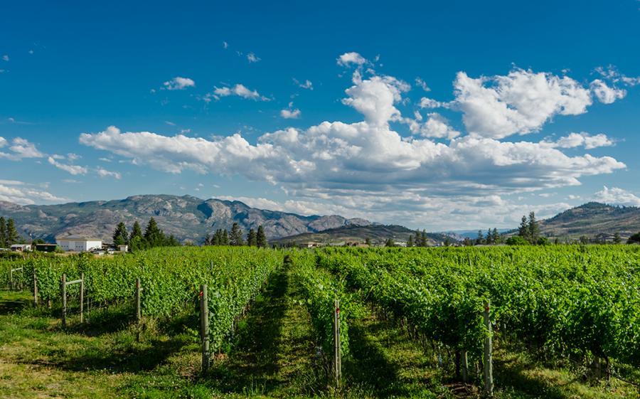 <who>Little Straw Vineyards