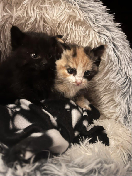 <who> Photo Credit: BC SPCA </who> The pair of kittens were thin but healthy.