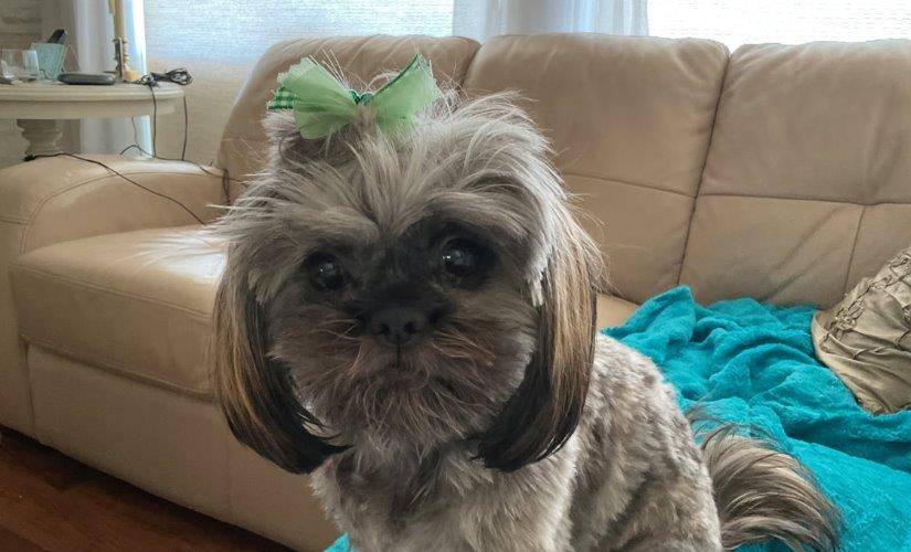 <who> Photo Credit: BC SPCA </who> Laynee the Shih Tzu.