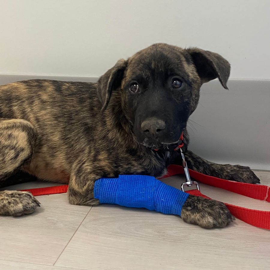 <who>Photo Credit: Okanagan Humane Society</who>Octavia