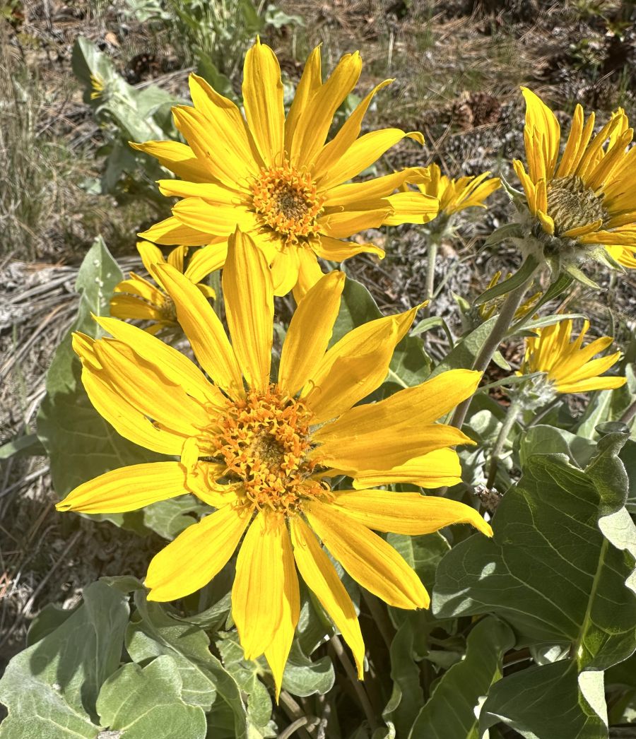 </who>Okanagan sunflowers grow in clusters of about a dozen blooms per plant.