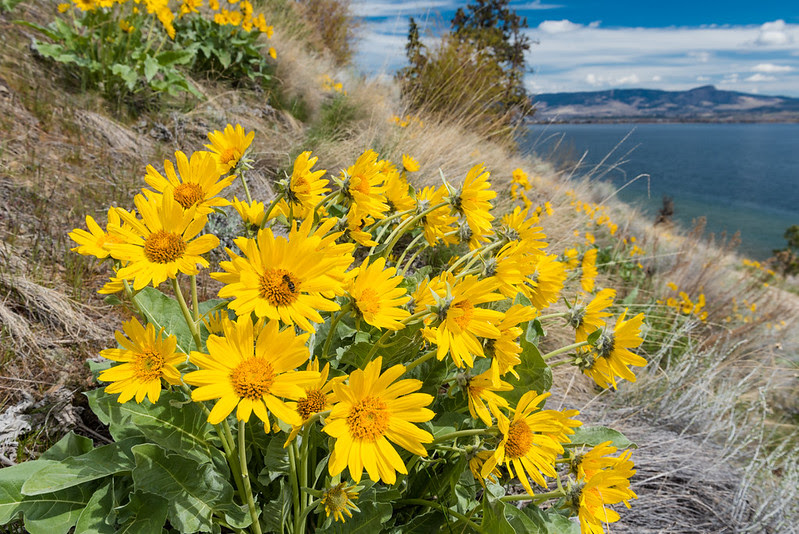 </who>Okanagan sunflowers like to see the lake.