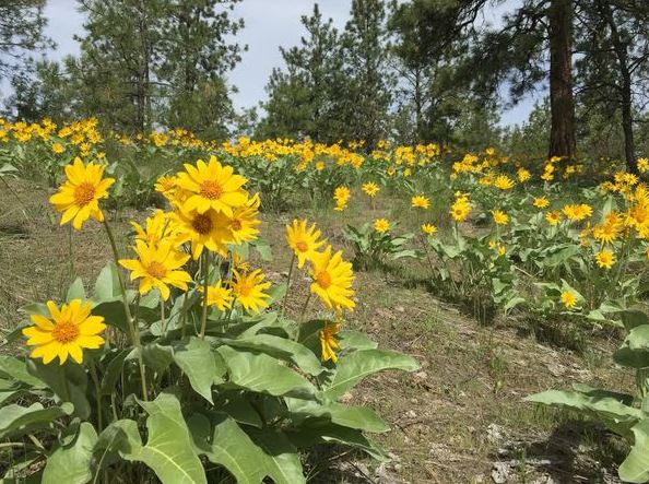 </who>Okanagan sunflowers pop up profusely on almost any hillside, meadow or forest clearing.