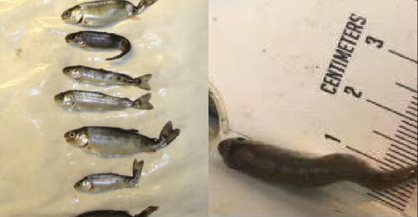 <who> Photo Credit: Columbia Shuswap Invasive Species Society/Province of BC