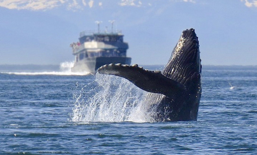 <who>Photo Credit: Ocean Wise