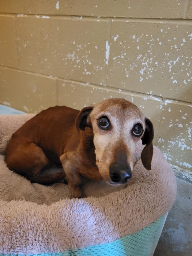 <who>Photo Credit: BC SPCA