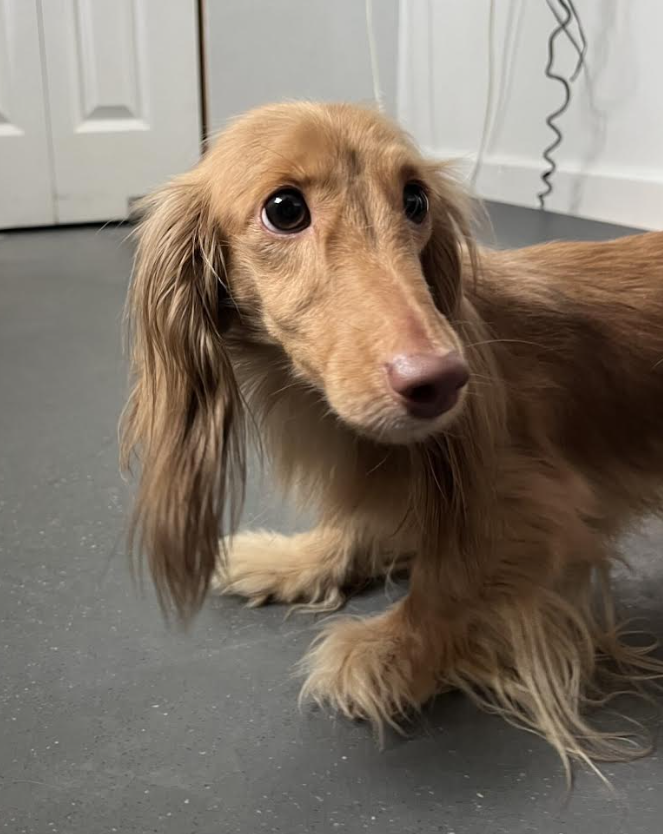 <who>Photo Credit: BC SPCA