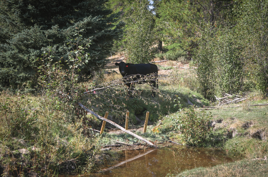 <who> Photo Credit: Aaron Hemens </who>    A cow stands near a recently installed beaver dam analogue along Coteay Creek on Sept. 10.