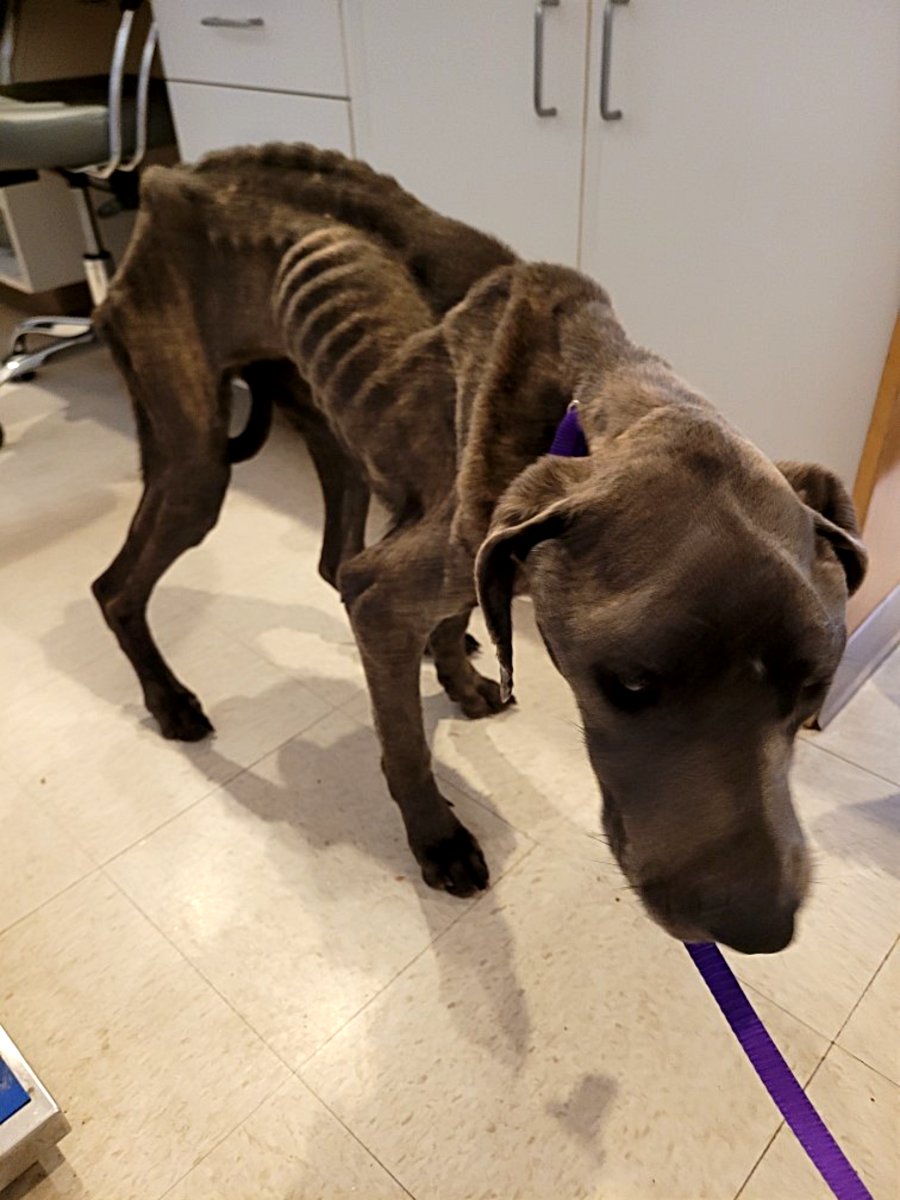 <who>Photo Credit: BC SPCA