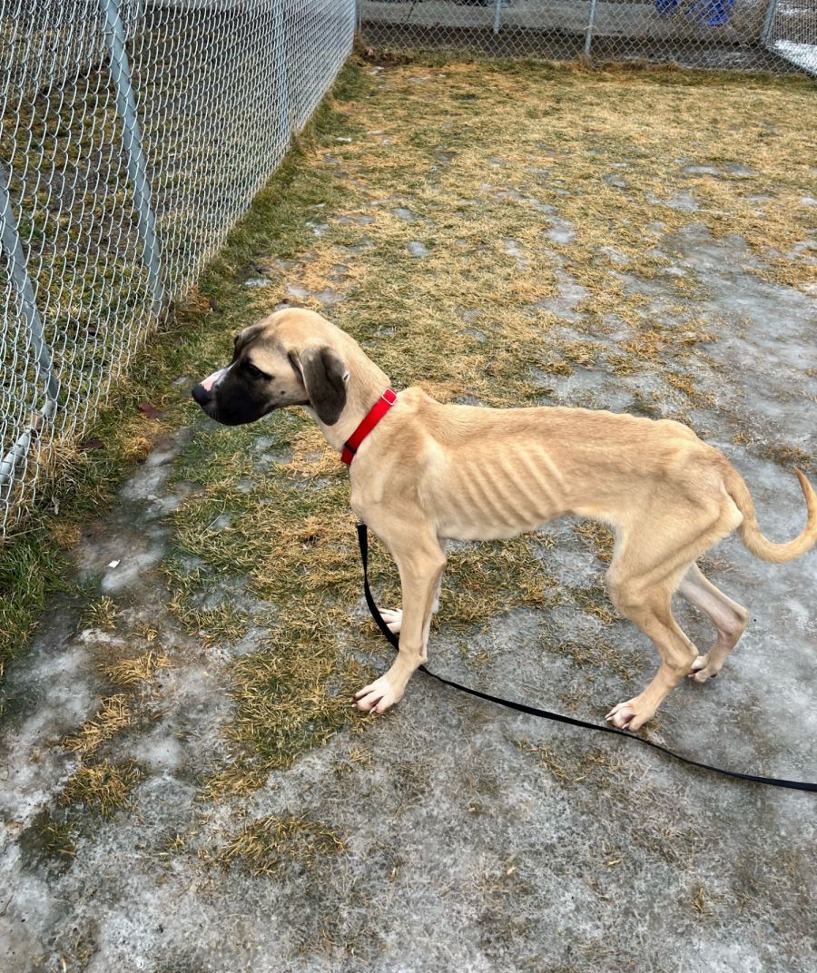 <who>Photo Credit: BC SPCA