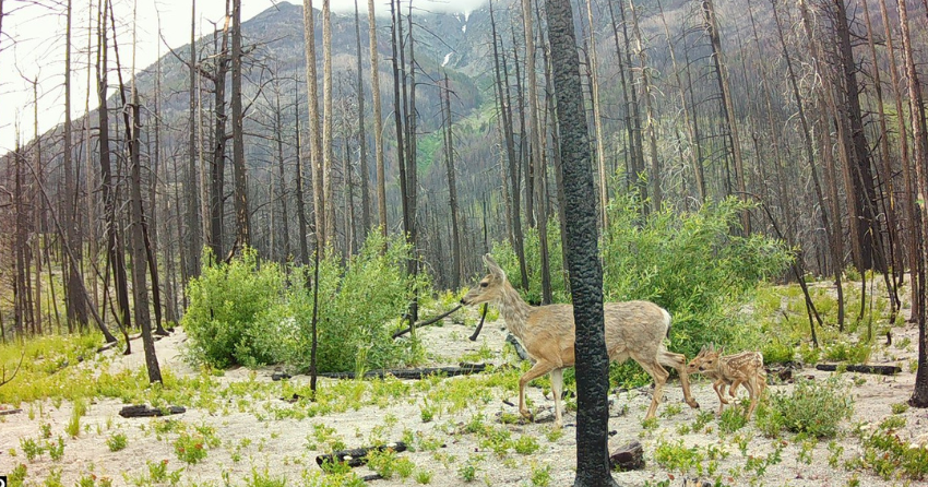 <who> Photo Credit: Change.org</who>A wilderness camera captures deer roaming through the recovering forests near Gun Lake.