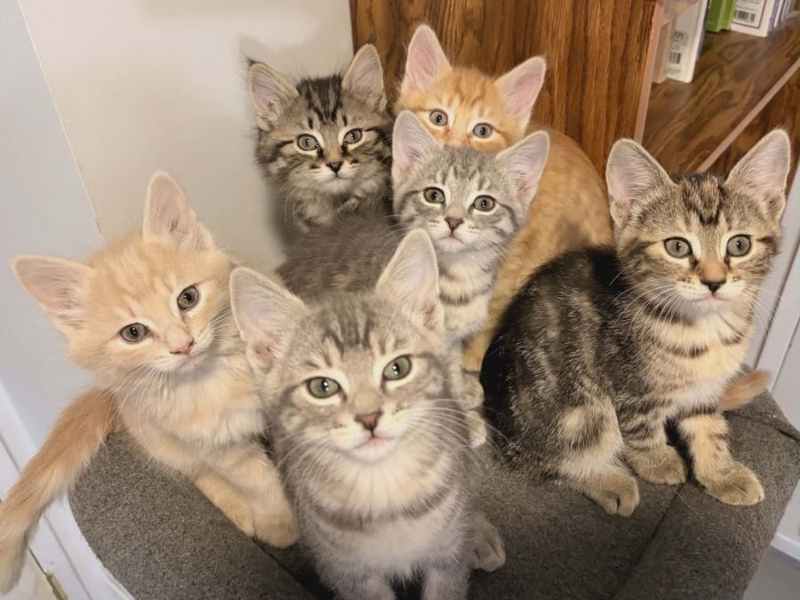<who>Photo Credit: Contributed</who>Wylie's kittens
