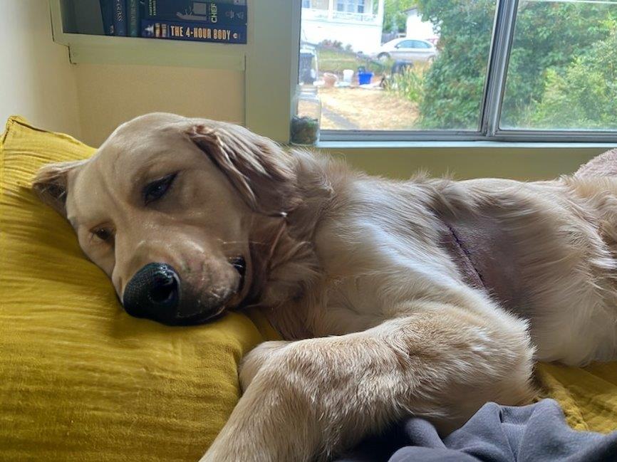 <who>Photo Credit: BC SPCA</who>Air Bud is on the road to recovery.