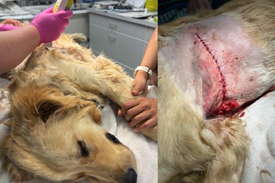 <who>Photo Credit: BC SPCA</who>Air Bud during surgery and stitched up.