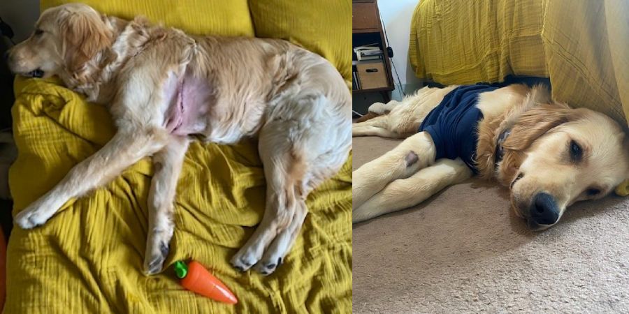 <who>Photo Credit: BC SPCA</who>Air Bud after surgery.