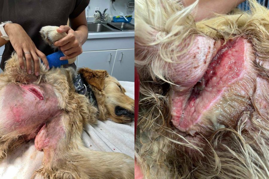 <who>Photo Credit: BC SPCA</who>Air Bud before surgery.
