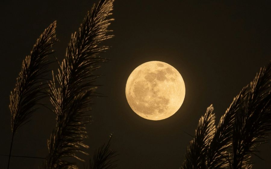 <who>Photo credit: Alexis Antonio on Unsplash</who>The full pink moon is 7:11 pm, but it also appeared full the past few nights and will continue to look full for a next couple of days.