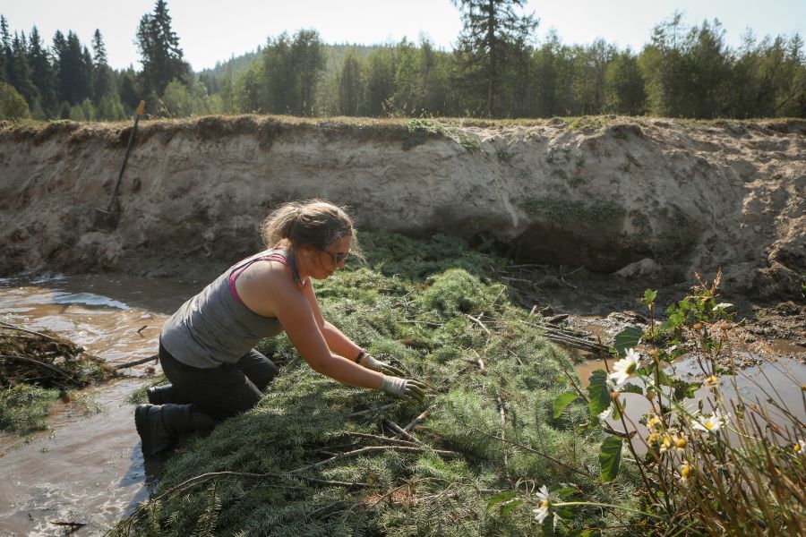<who> Photo Credit: Aaron Hemens </who> BC Wildlife Federation biologist Leanne McDonald helps build a beaver dam analogue along Coteay Creek on Sept. 10. 