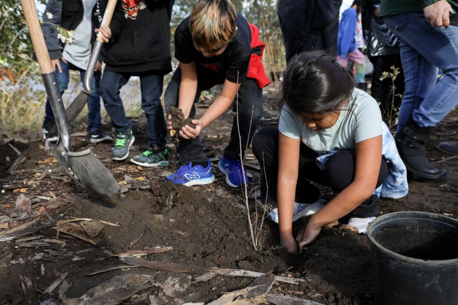 <who> Photo Credit: Aaron Hemens/Local Journalism Initiative Reporter/IndigiNews</who> In sn’pink’tn (Penticton), elementary students from Outma Sqilx’w Cultural School plant trees and shrubs near a fish passage site by Okanagan Lake Dam on Nov. 7. 