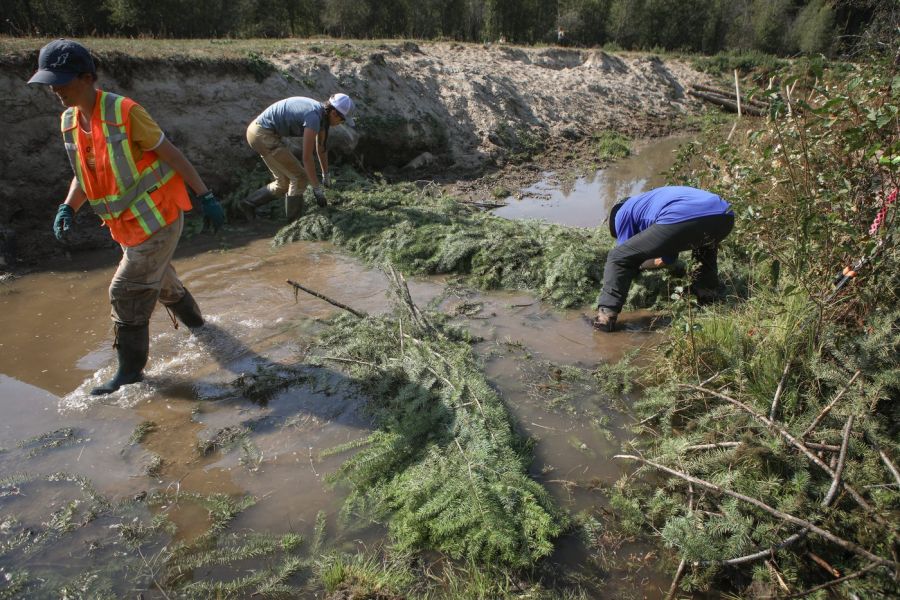 <who> Photo Credit: Aaron Hemens</who> Okanagan Nation Alliance (ONA) ecologist and ecosystems project manager, Kasey Moran, left, helps BCWF member Kyla Rushton and ONA’s Delaney Hall build a beaver dam analogue along Coteay Creek on Sept. 10. 