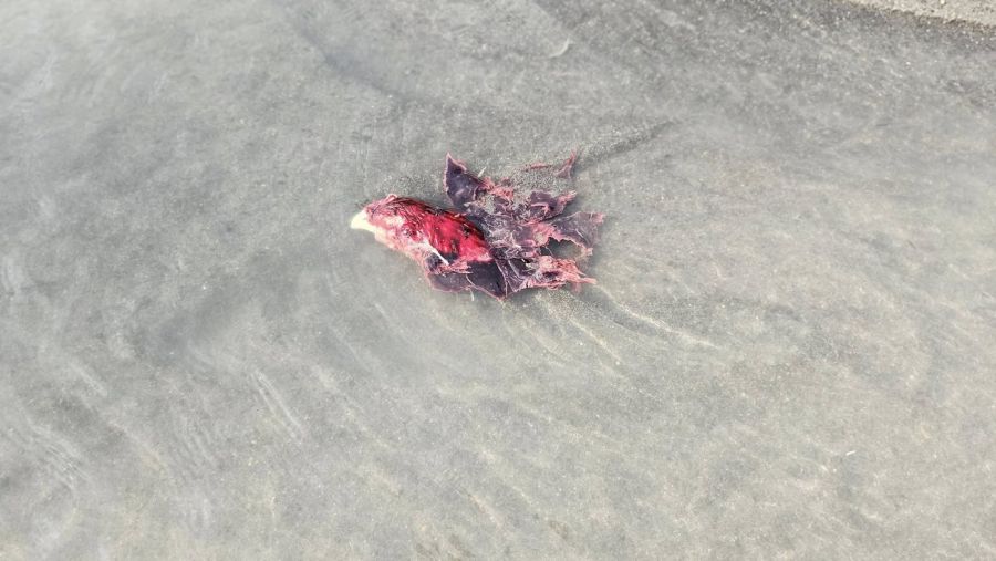 <who> Photo Credit: Mike Tyler </who>Mike Tyler and his family spotted chicken parts floating down the Lillooet River on Sunday, Aug. 10.