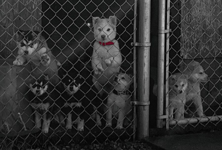 <who> Photo Credit: submitted by Increased ACCESS