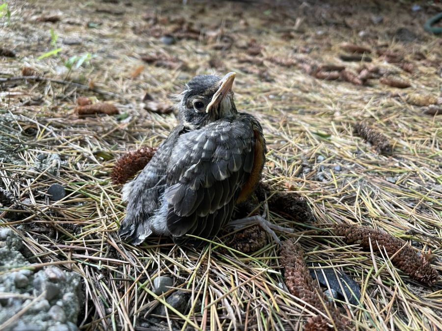 <who>Photo Credit: BC SPCA</who>A fledging American robin