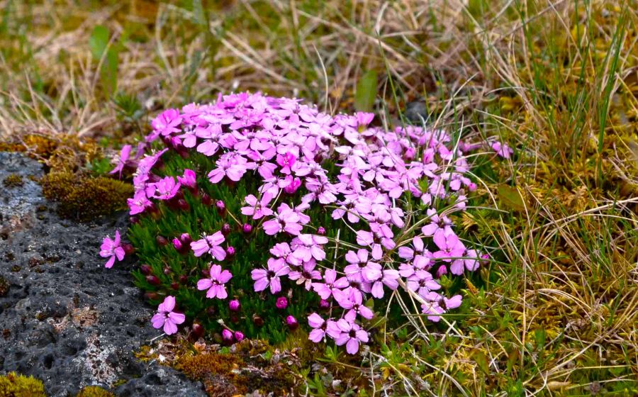 <who>Photo credit: Bernd Dittrich on Unsplash</who>The full pink moon was so naed by Indigenous peoples because it appears in the sky at the same time the moss pink flower comes into bloom.