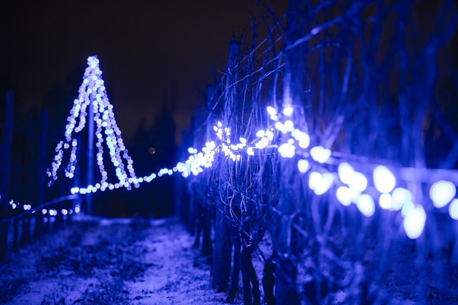 <who>Photo credit: Stephanie Seaton</who>Summerland's 'Light Up the Vines' kicks off tonight.