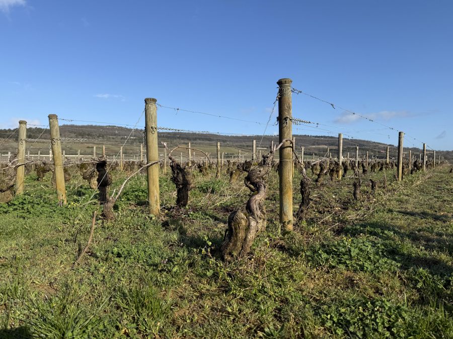 </who>Most of Burgundy is a patchwork of vineyards.