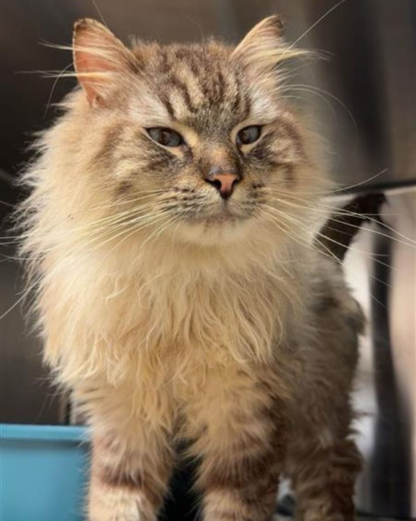 <who>Photo Credit: BC SPCA