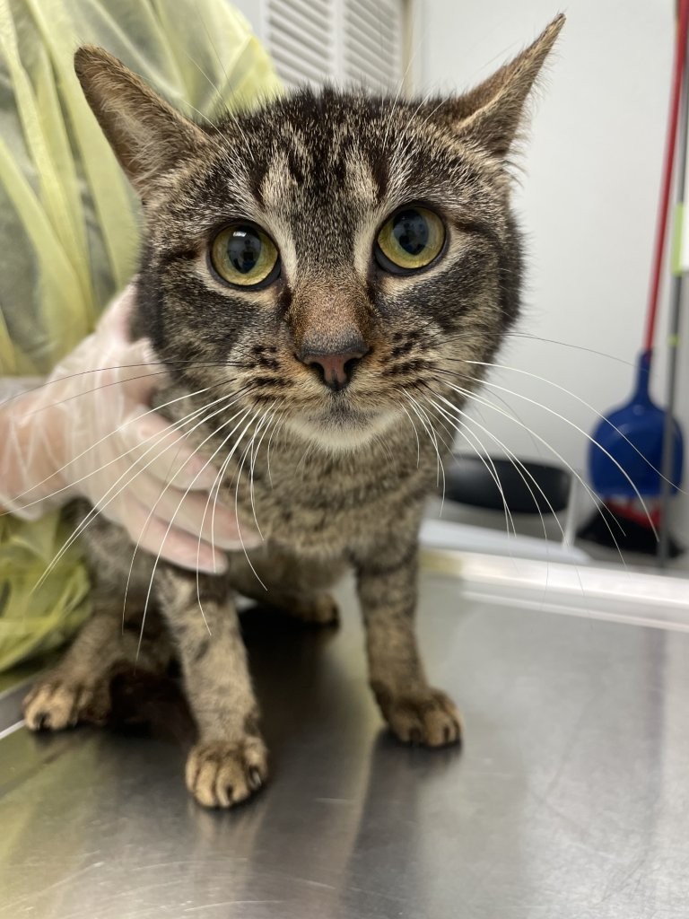 <who>Photo Credit: BC SPCA