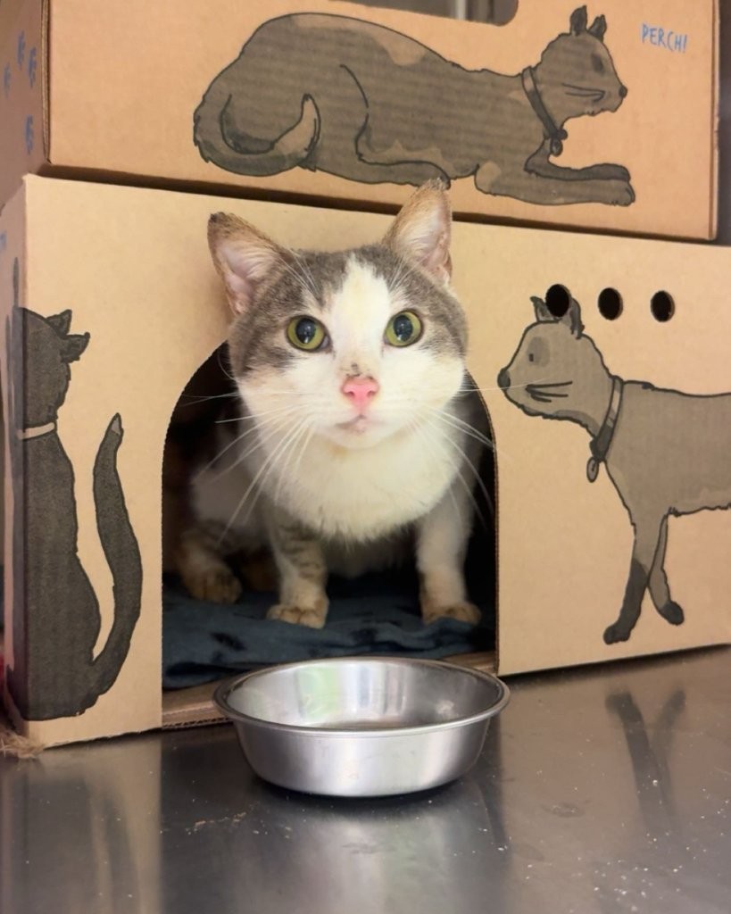 <who>Photo Credit: BC SPCA