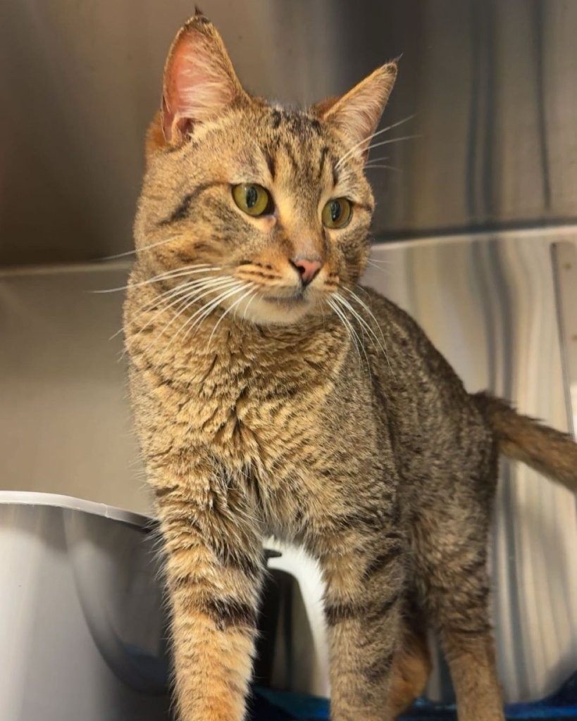 <who>Photo Credit: BC SPCA