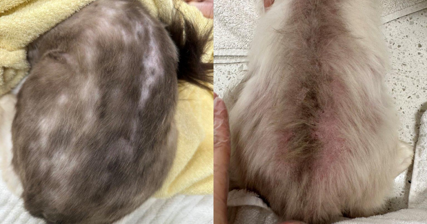 <who>Photo Credit: BC SPCA</who>The backside of two of the adult cats.